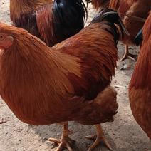 三黄鸡清远鸡平均每个鸡5-6斤左右8000斤以上