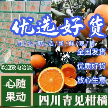 四川青见柑桔四川特产,诚信代办直供，现摘现发一条龙服务