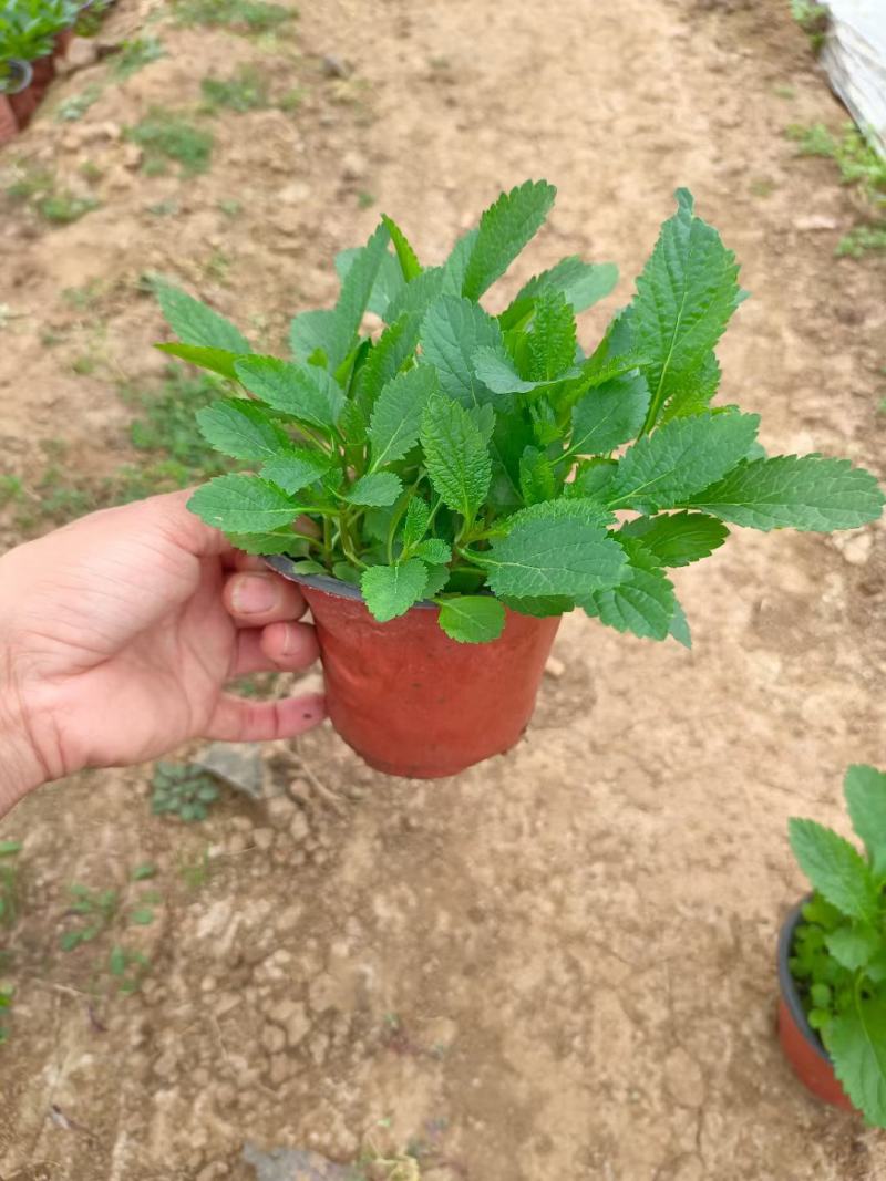 柳叶马鞭草