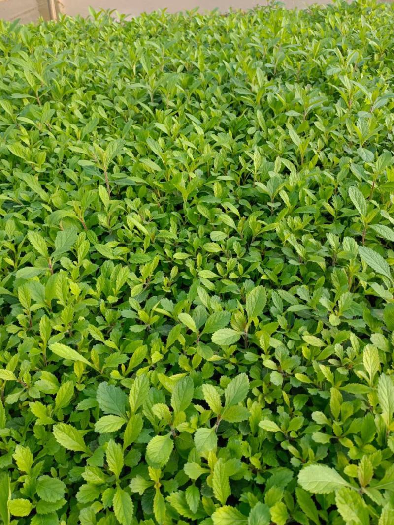 柳叶马鞭草
