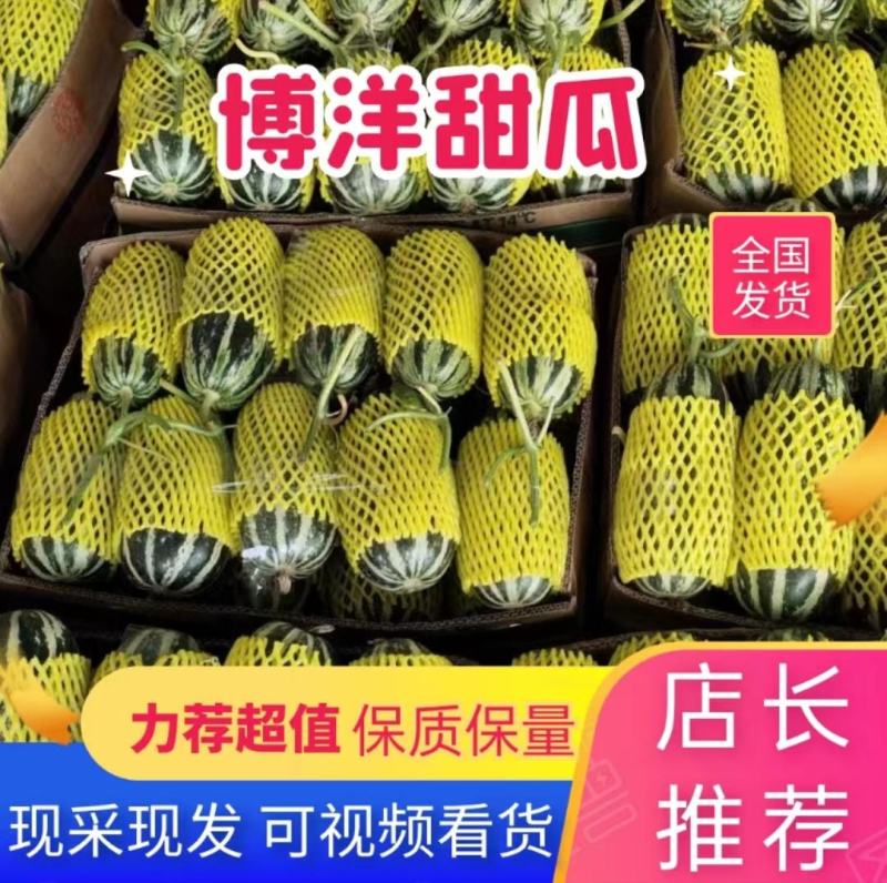 甜瓜博洋61甜瓜河北甜瓜【肉多味甜】蜜瓜河北产地批发