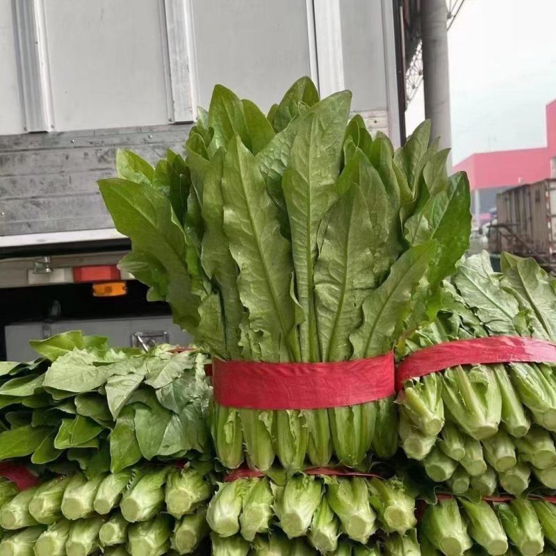 油麦菜产地直发一手货源实地，视频看货，欢迎合作