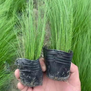 墨西哥羽毛草细叶针芒