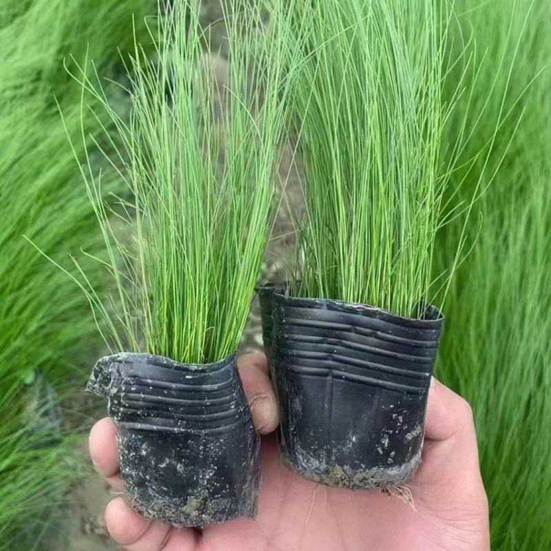 墨西哥羽毛草细叶针芒