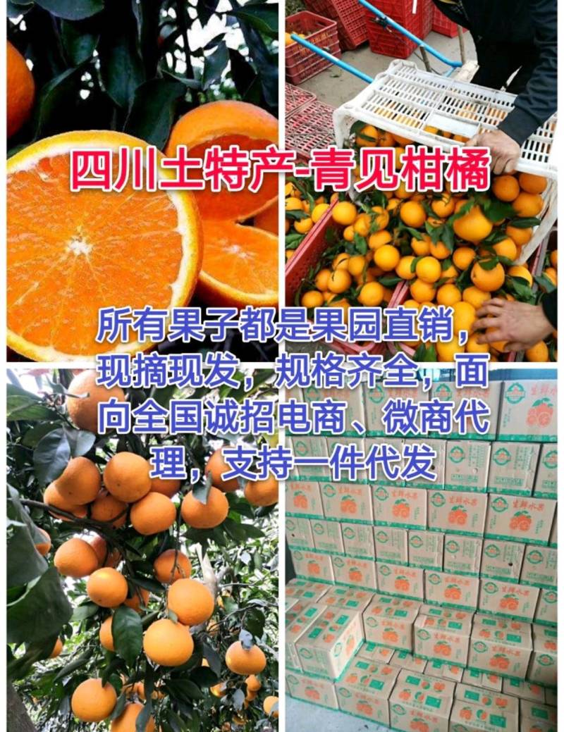 四川青见柑桔四川特产,诚信代办直供，现摘现发一条龙服务