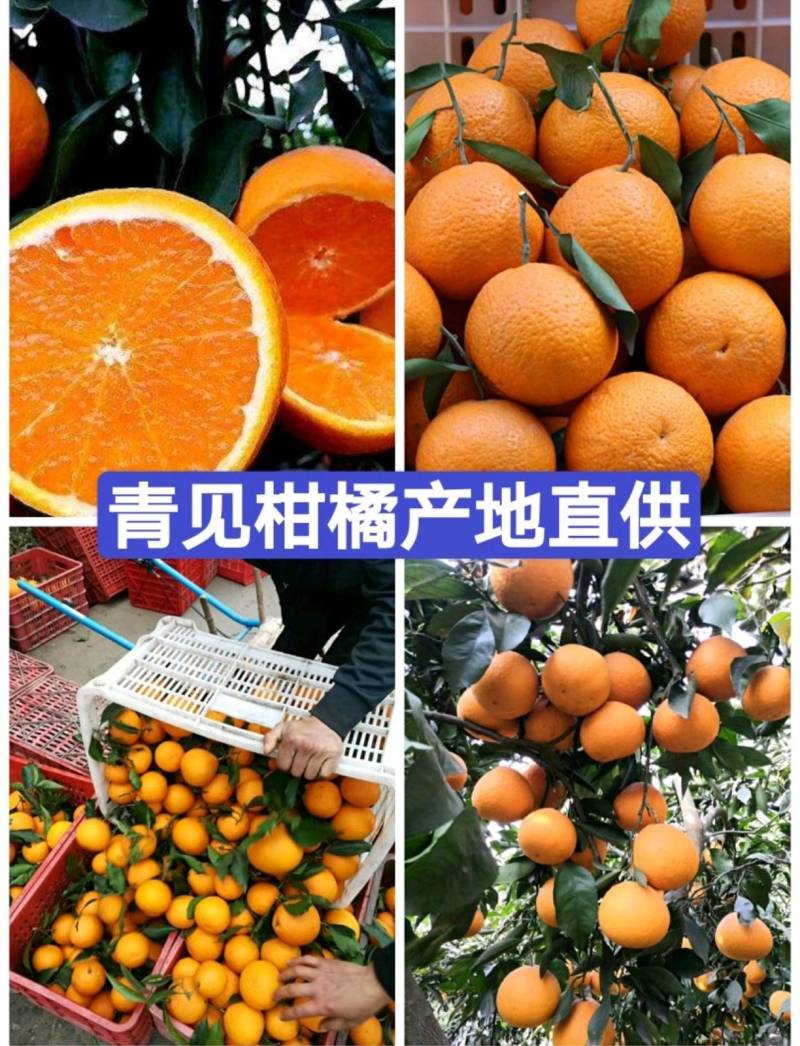 四川青见柑桔四川特产,诚信代办直供，现摘现发一条龙服务