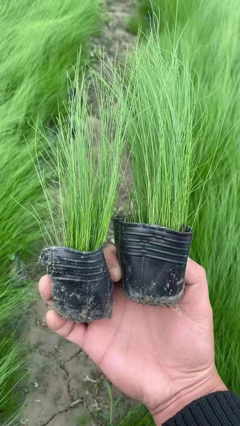 墨西哥羽毛草细叶针芒