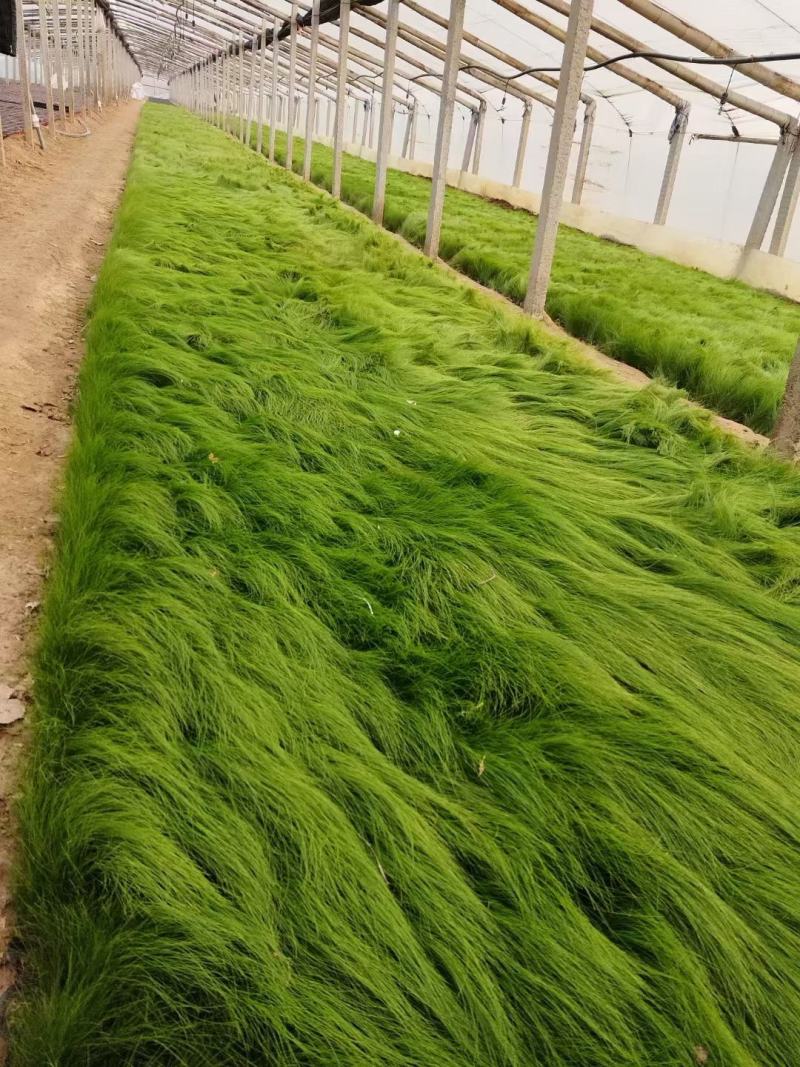 墨西哥羽毛草细叶针芒
