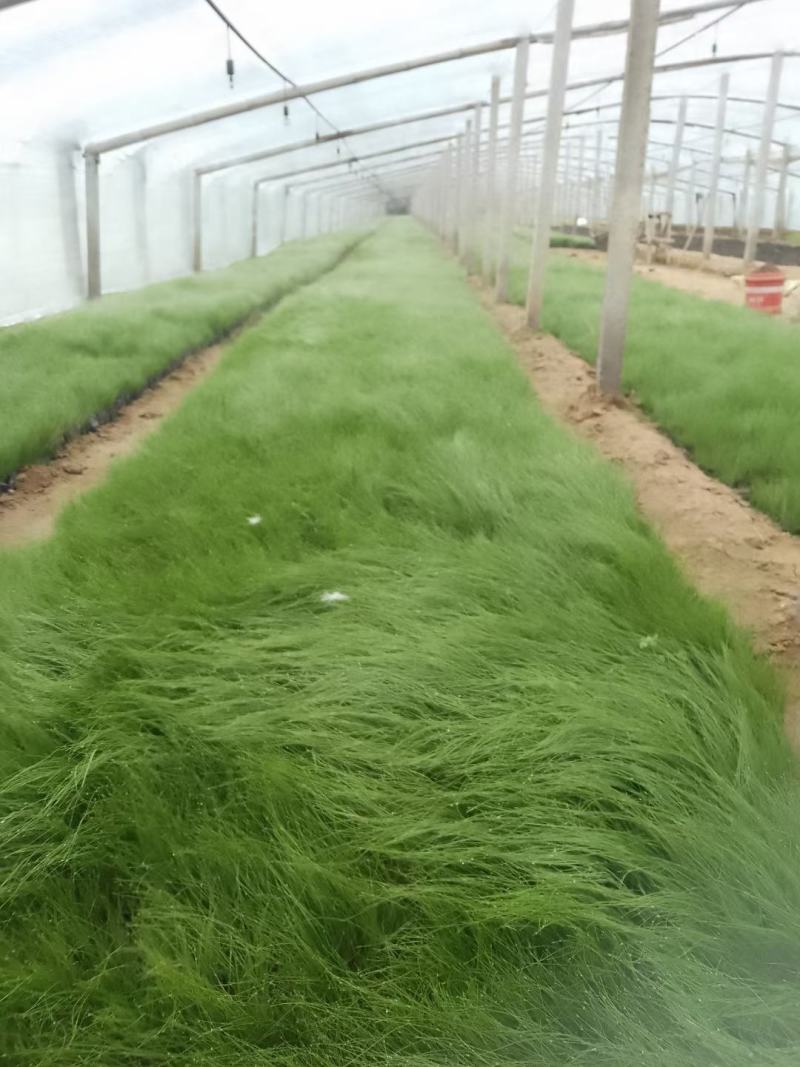 墨西哥羽毛草细叶针芒