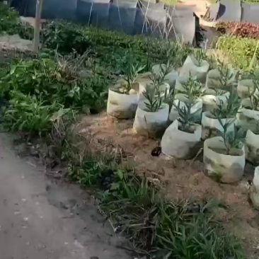 夹竹桃