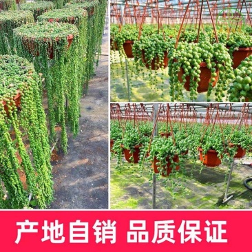 【精选】青州佛珠可以视频看货规格齐全品质保证一手货源