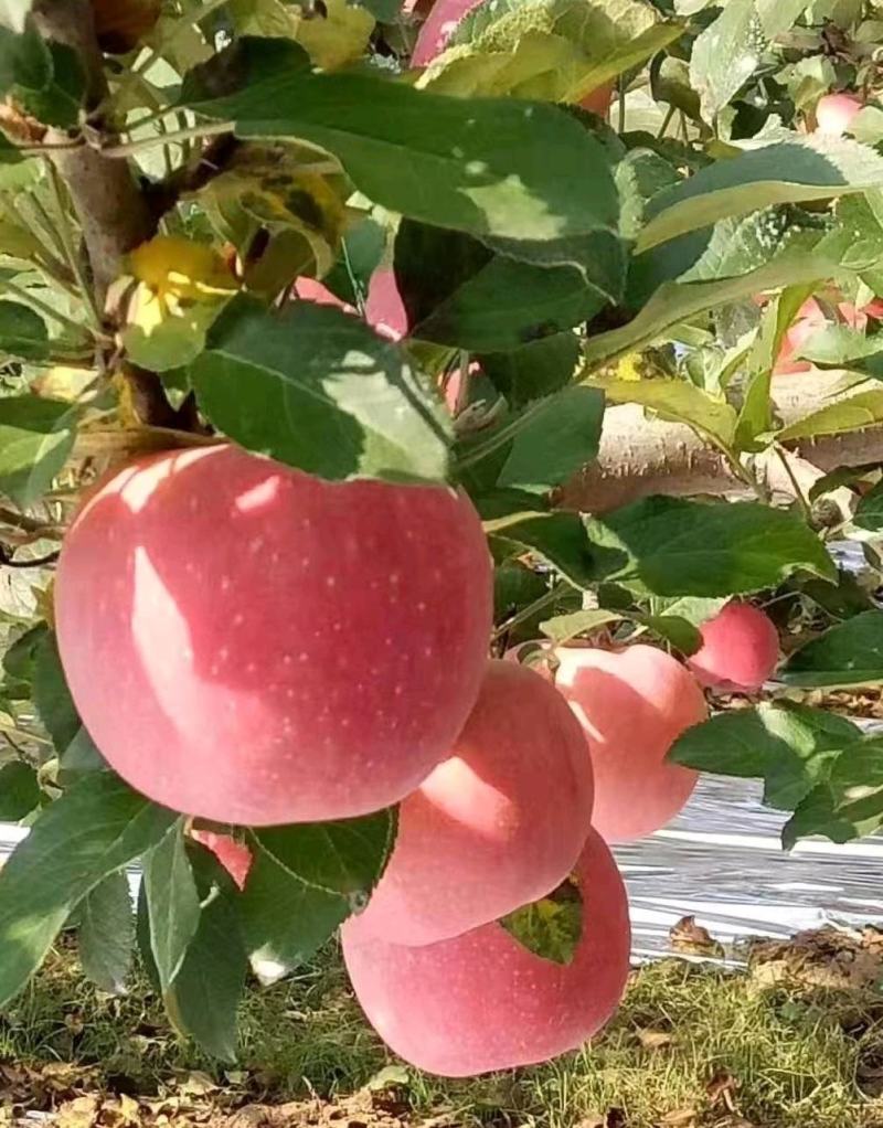 【优选】陕西红富士苹果脆甜汁多，量大从优欢迎选购