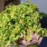 2024年精品脱水花菜干低糖无添加青杆花菜干