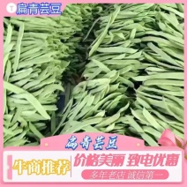 山东莘县精品芸豆扁青芸豆大量上市中质量好价格低廉