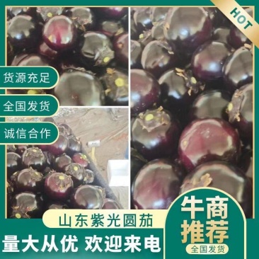 山东莘县茄子紫光园茄大量上市万亩基地货源充足