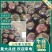 山东莘县茄子紫光园茄大量上市万亩基地货源充足