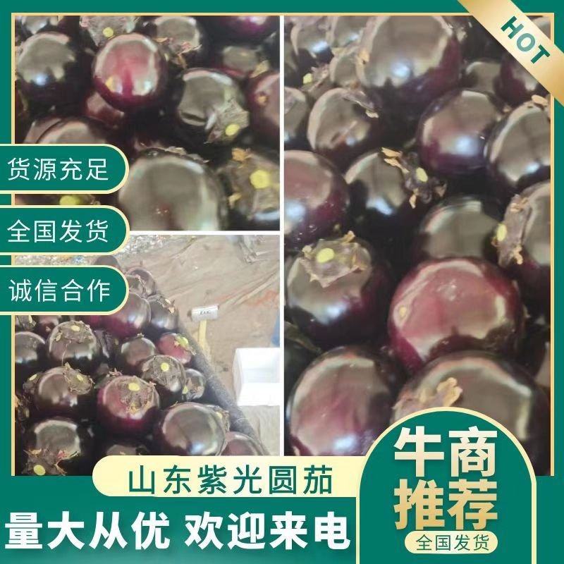 山东莘县茄子紫光园茄大量上市万亩基地货源充足