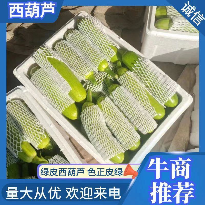 山东聊城莘县精品西葫大量上市中，色正皮绿，质量保证，欢迎