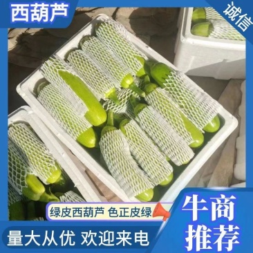 山东聊城莘县精品西葫大量上市中，色正皮绿，质量保证，欢迎