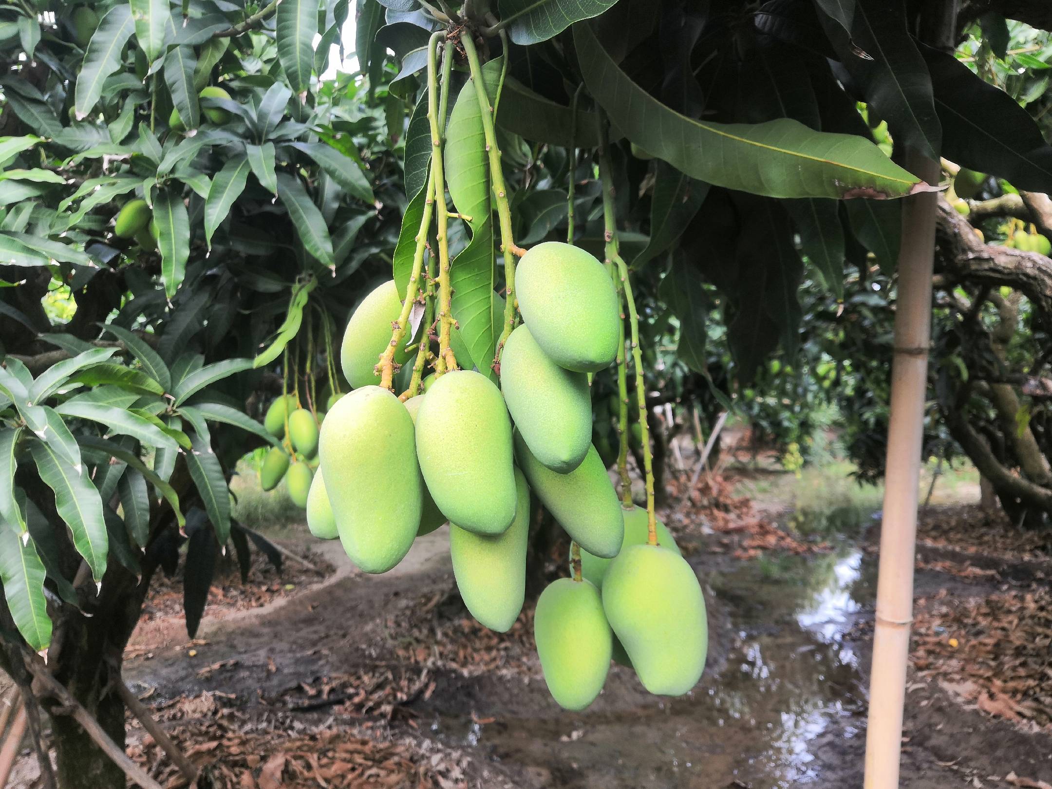 小台农芒果实特写