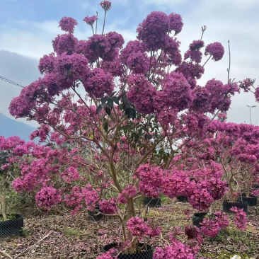 紫花风铃木风铃木一手货源基地直销