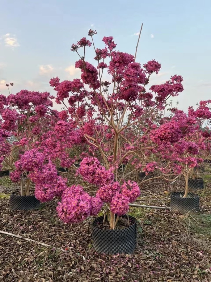 紫花风铃木风铃木一手货源基地直销