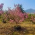 紫花风铃木风铃木一手货源基地直销