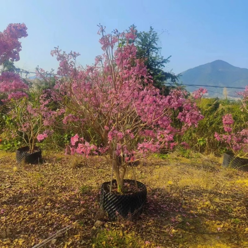 紫花风铃木风铃木一手货源基地直销