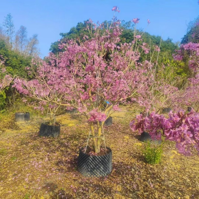 紫花风铃木风铃木一手货源基地直销