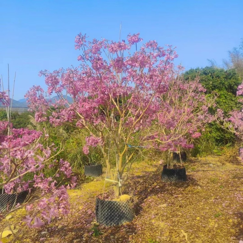 紫花风铃木风铃木一手货源基地直销