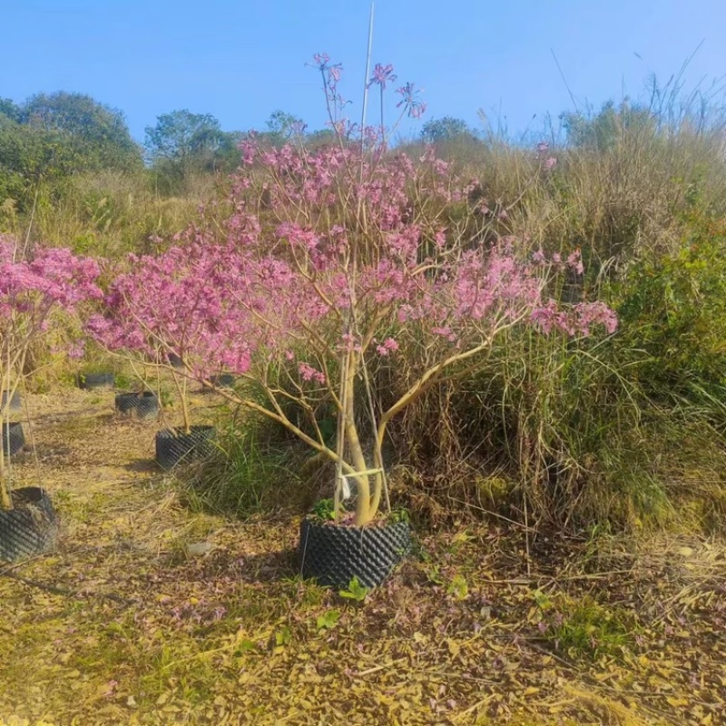 紫花风铃木风铃木一手货源基地直销