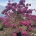 紫花风铃木风铃木一手货源基地直销