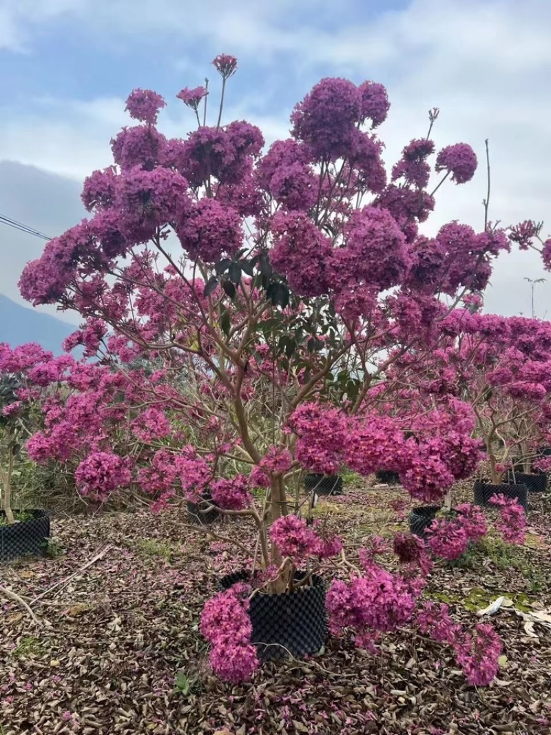 紫花风铃木风铃木一手货源基地直销