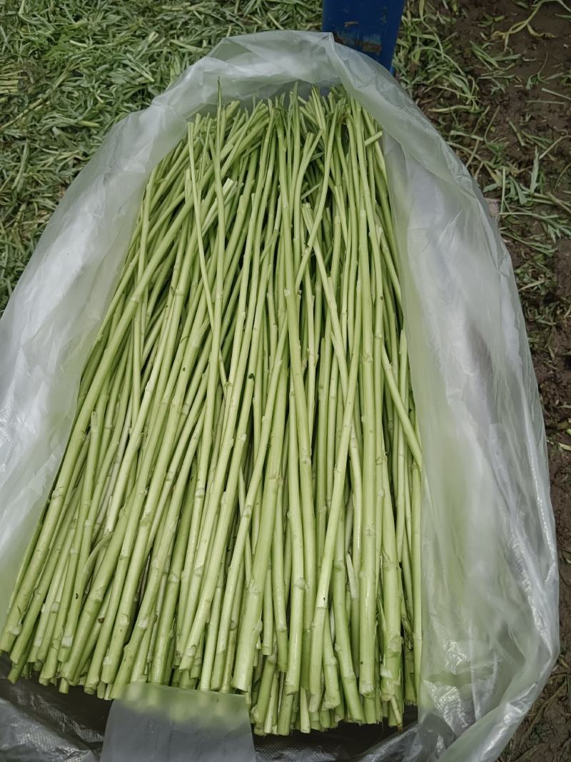 自产自销，芦蒿基地直发，没有中间商赚差价，欢迎新老客户咨