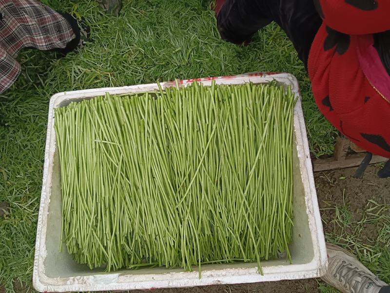 自产自销，芦蒿基地直发，没有中间商赚差价，欢迎新老客户咨