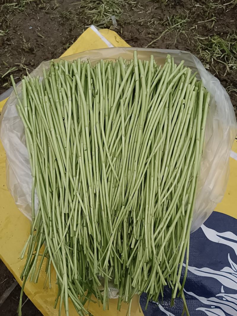 自产自销，芦蒿基地直发，没有中间商赚差价，欢迎新老客户咨