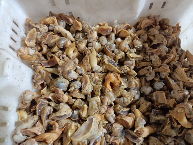鲍螺肉，老婆脚肉大小规格都有货