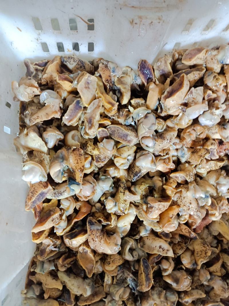 鲍螺肉，老婆脚肉大小规格都有货