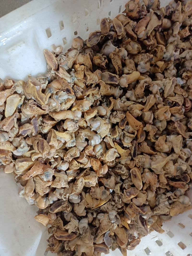 鲍螺肉，老婆脚肉大小规格都有货