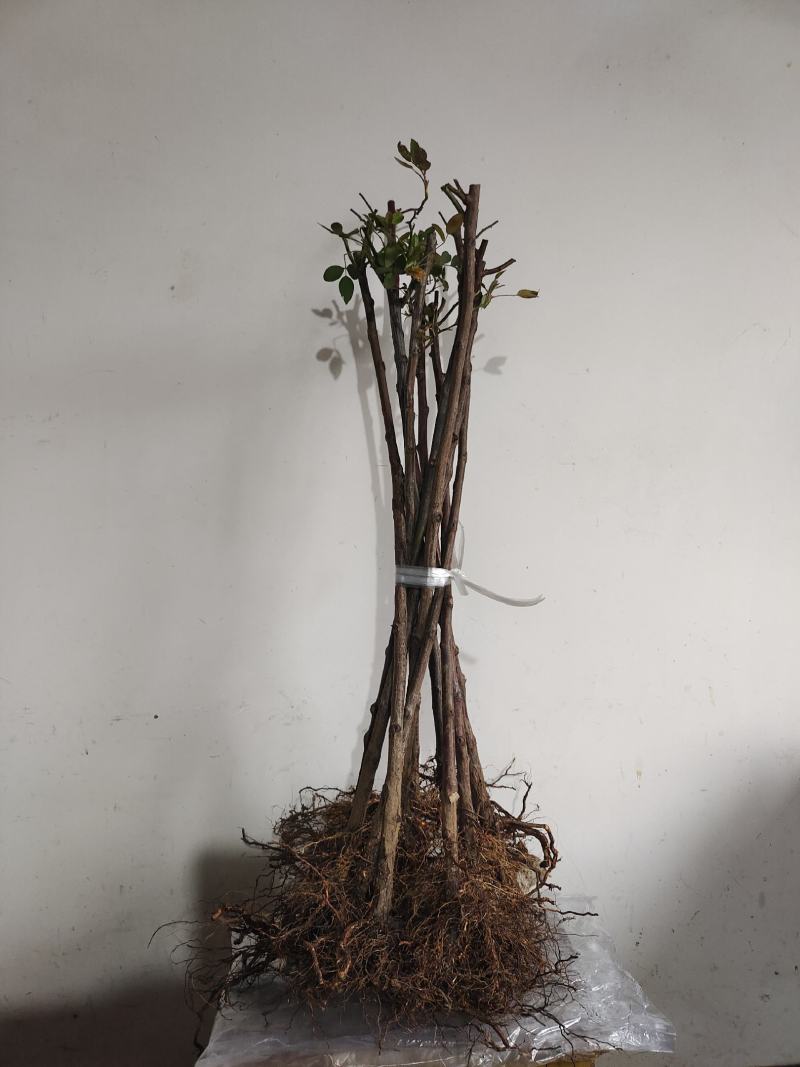 有根的蔷薇杆子