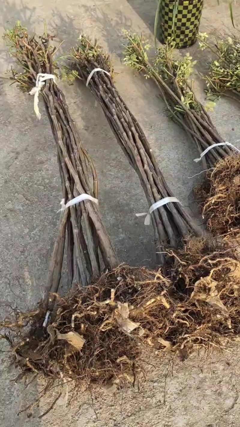 有根的蔷薇杆子