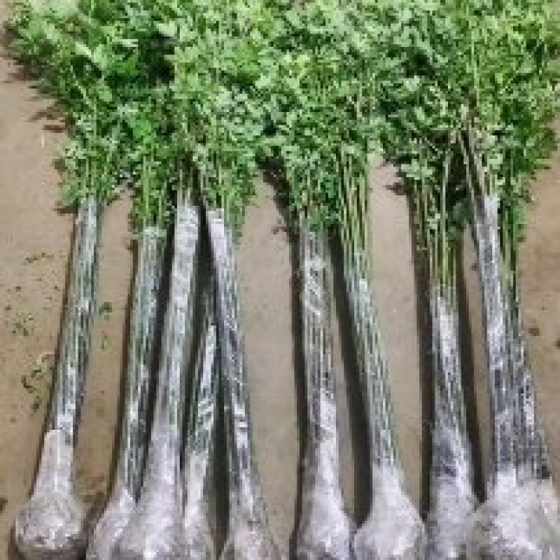 有根的蔷薇杆子