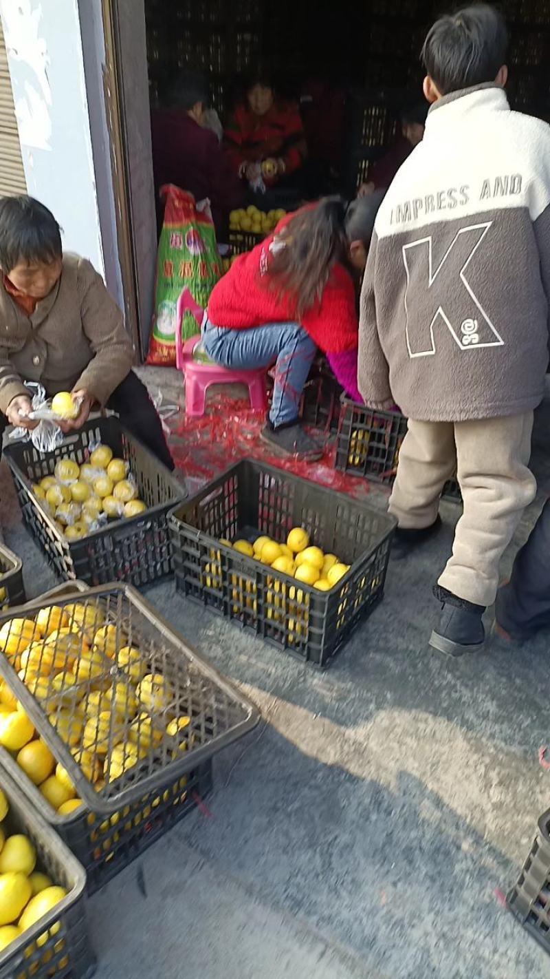 柚子-湖南怀化洪江芷江黄金贡柚产地直发，欢迎各大商超对接