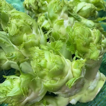 精品儿菜还有3万斤