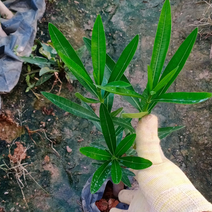 夹竹桃属常绿直立大灌木，高可达5米，枝条灰绿色