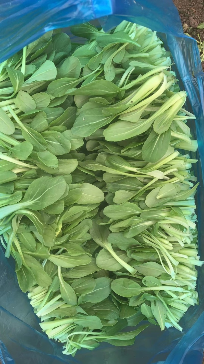 鸡毛菜