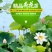 【热销】精品荷花，精品荷花苗，观赏荷花欢迎采购
