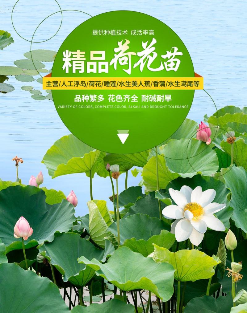 【热销】精品荷花，精品荷花苗，观赏荷花欢迎采购