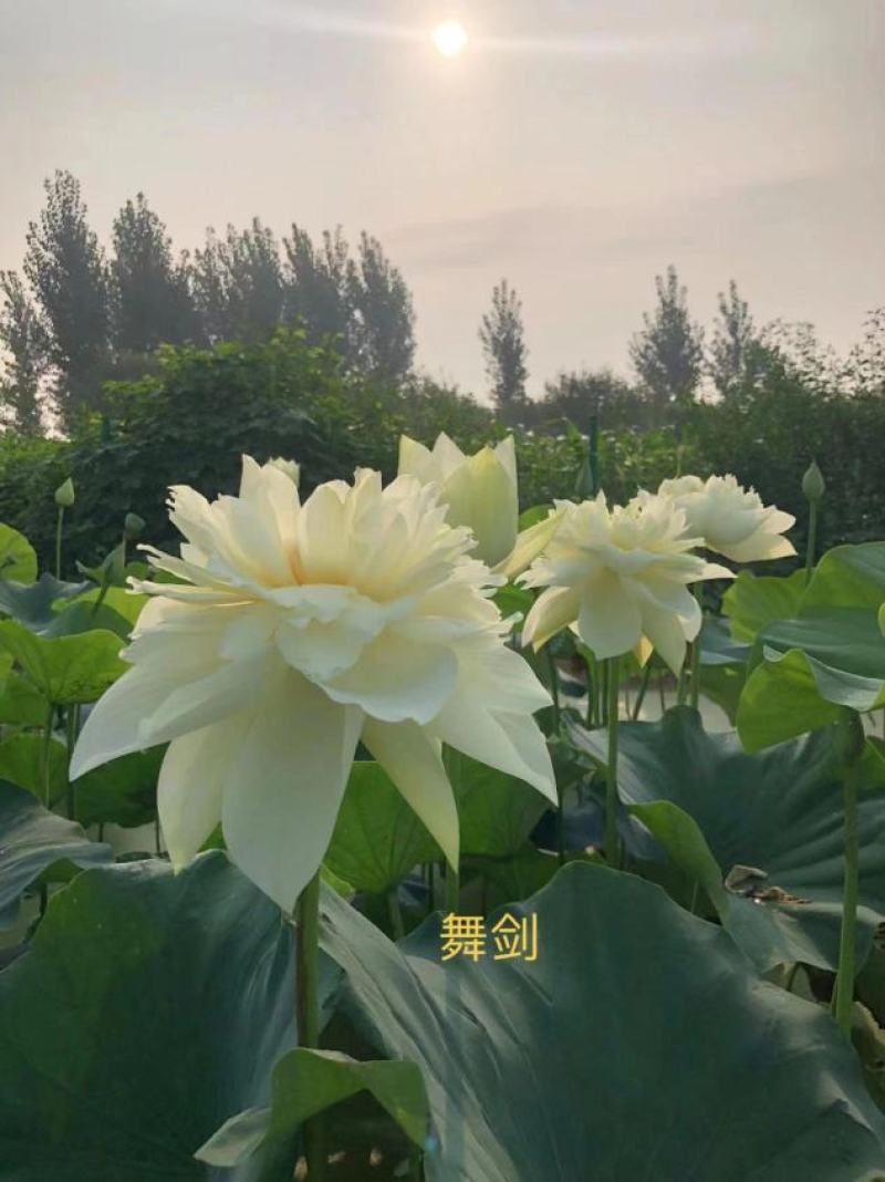【热销】精品荷花，精品荷花苗，观赏荷花欢迎采购