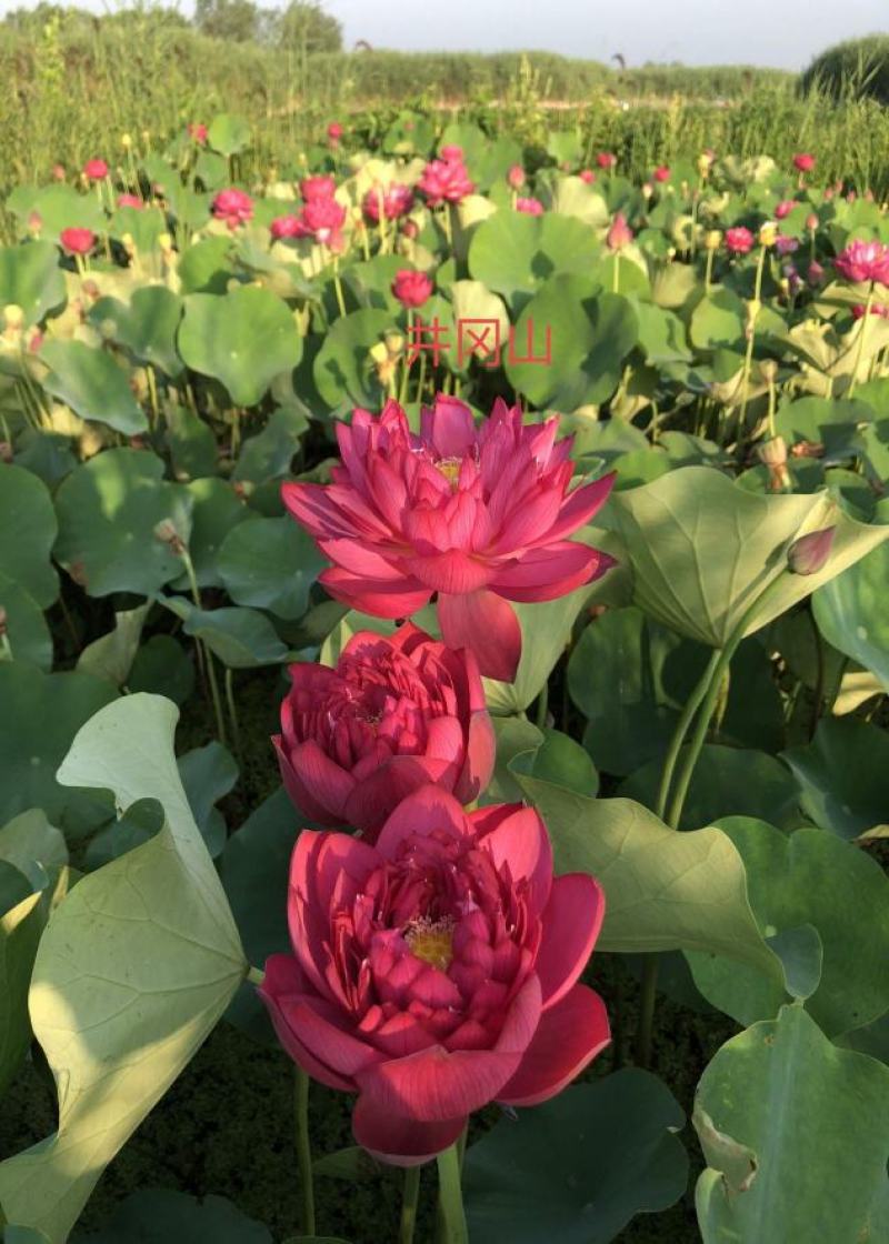 【热销】精品荷花，精品荷花苗，观赏荷花欢迎采购